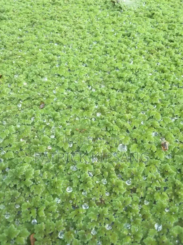 Azolla Seeds