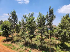Kenyatta Road Croton Estate