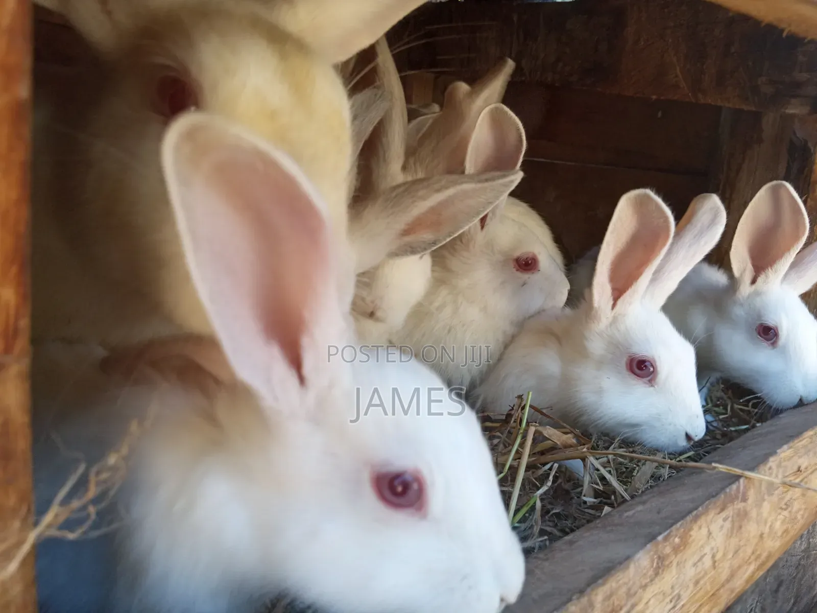 Home Rabbit