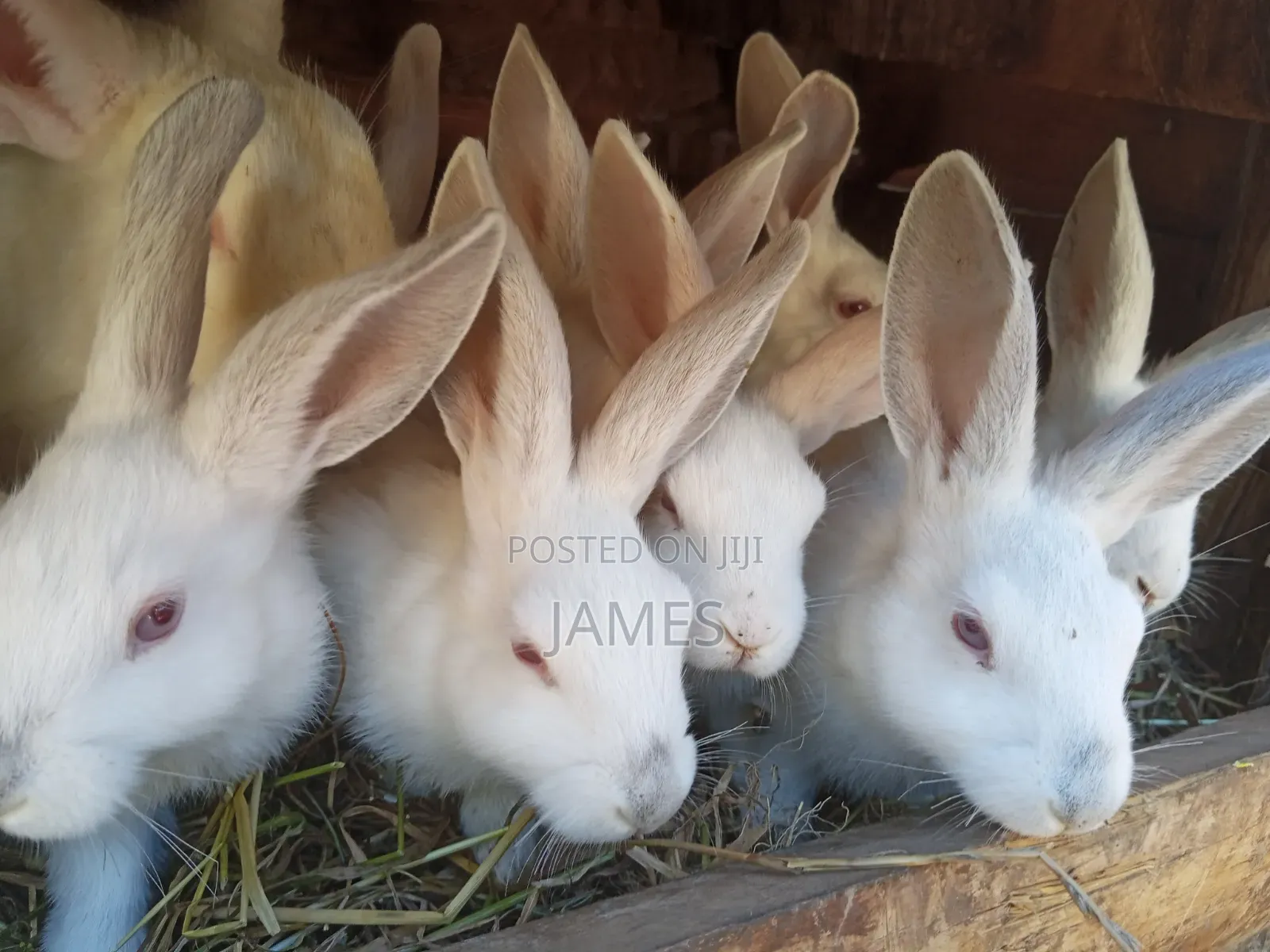 Home Rabbit