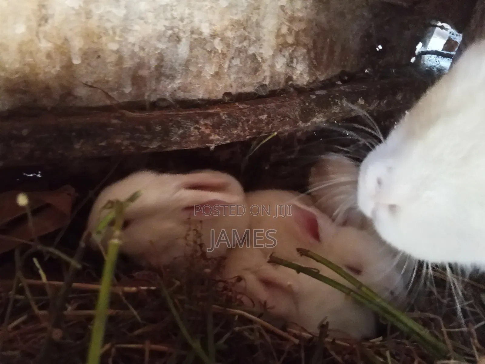 Home Rabbit