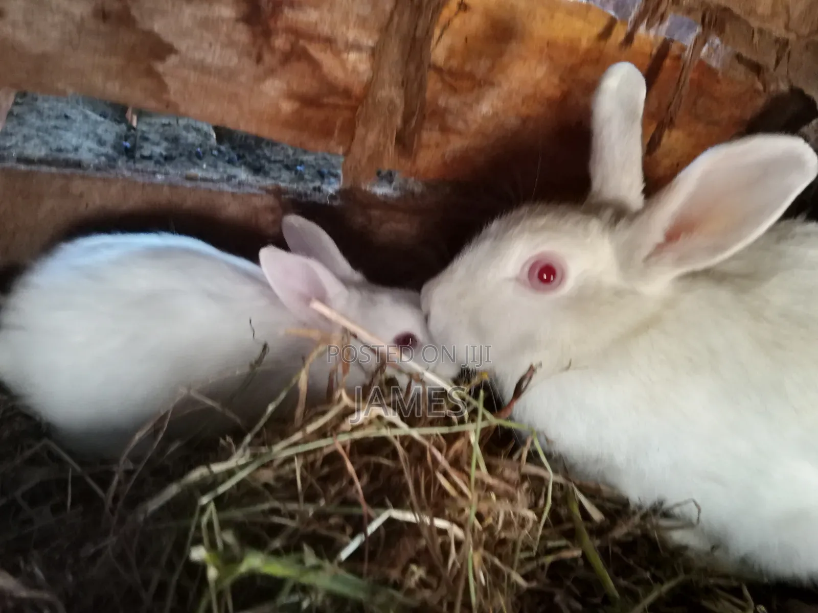 Home Rabbit