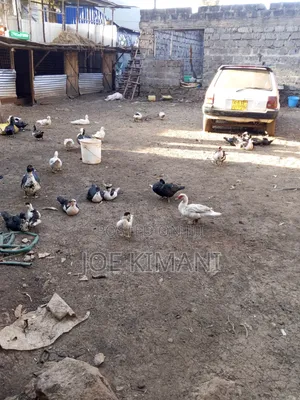 Mature Ducks