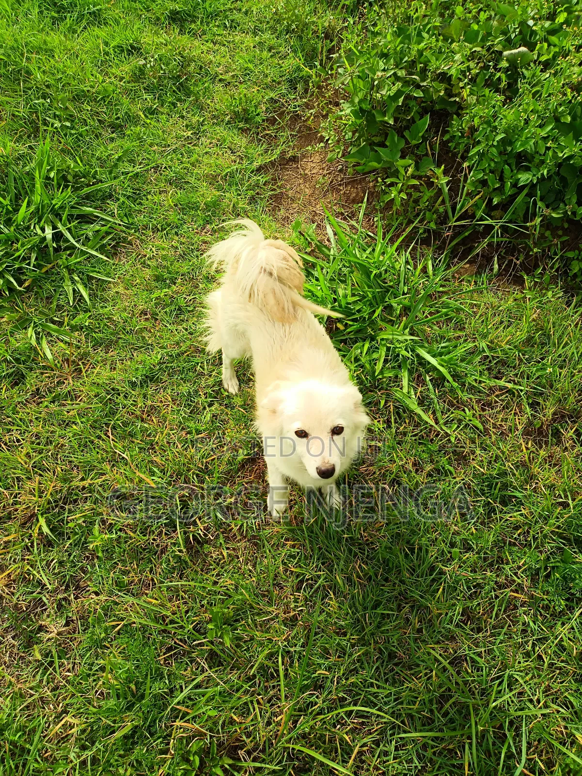 1+ year Female Purebred Chihuahua