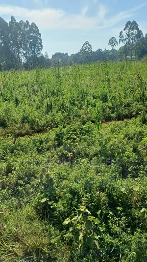 2acres Indangalasia  Matungu