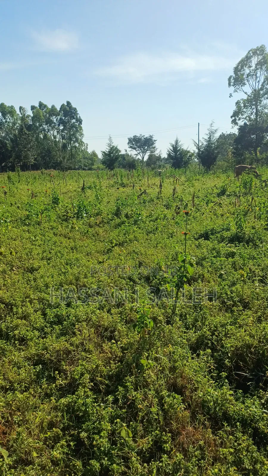 2acres Indangalasia  Matungu