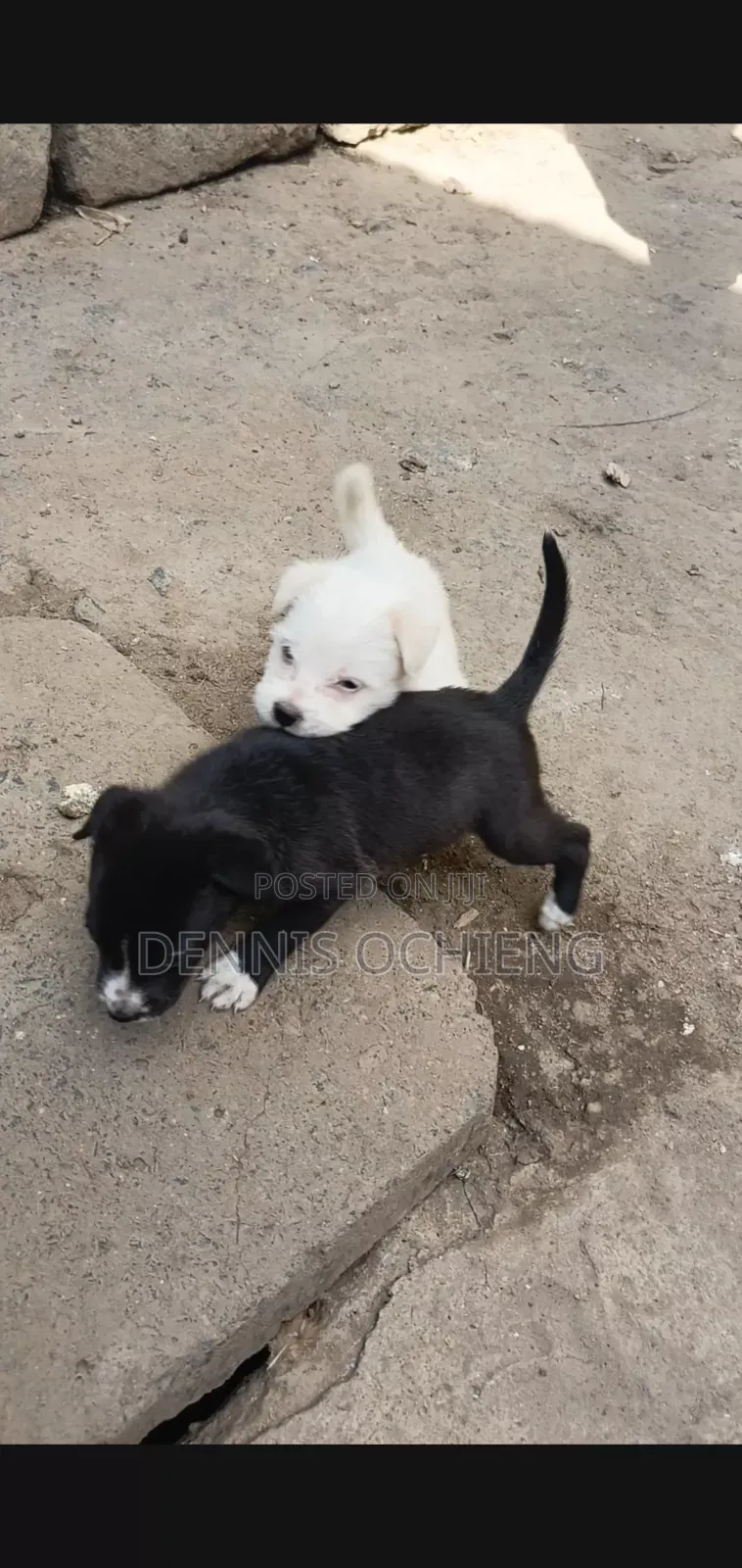 0-1 month Female Purebred American Pit Bull Terrier