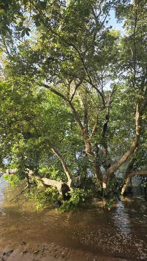 Prime Quater Acres for Sale in Shanzu by the Creek