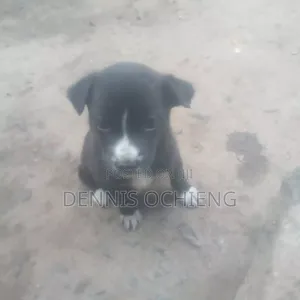 0-1 month Female Purebred American Pit Bull Terrier