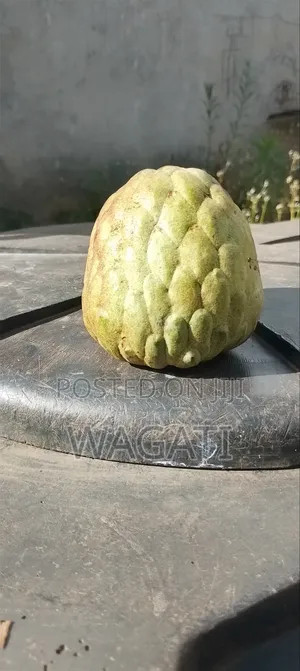 Matomoko/Custard Apple