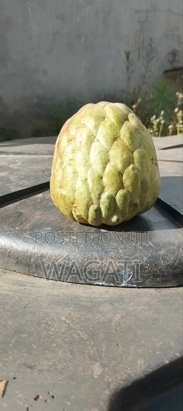 Matomoko/Custard Apple