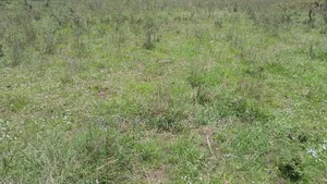 1/2 an Acre Prime Land for Sale in Ongata Rongai Masaai Lodge.