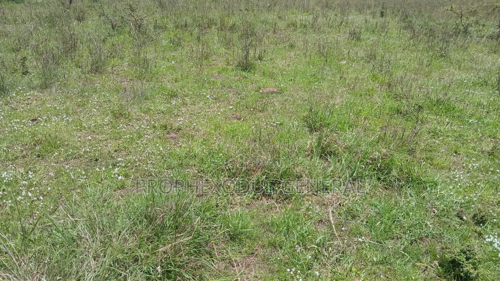 1/2 an Acre Prime Land for Sale in Ongata Rongai Masaai Lodge.