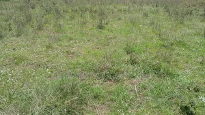 1/2 an Acre Prime Land for Sale in Ongata Rongai Masaai Lodge.