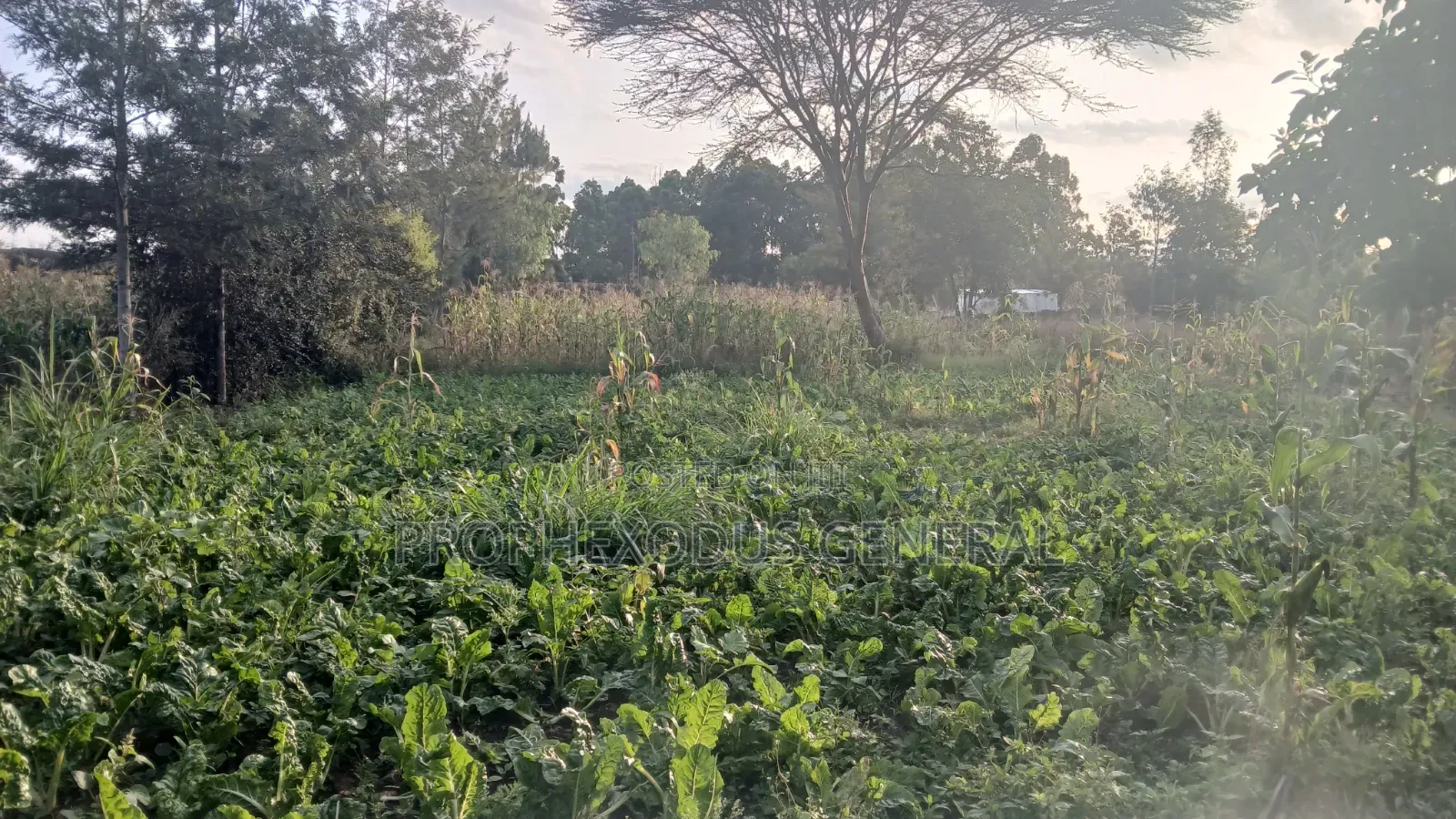 1/8 Prime Plots for Sale in Ongata Rongai Rimpa