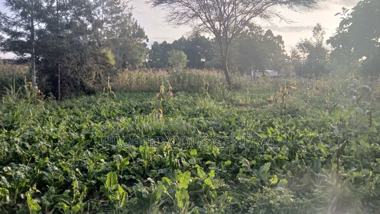 1/8 Prime Plots for Sale in Ongata Rongai Rimpa