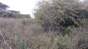 1/8 Acre Plots for Sale in Ongata Rongai Kamura Oloika Road