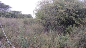 1/8 Acre Plots for Sale in Ongata Rongai Kamura Oloika Road