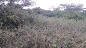 1/8 Acre Plots for Sale in Ongata Rongai Kamura Oloika Road