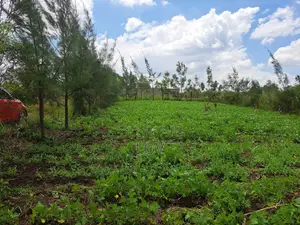 Prime Plot in Kiamunyeki Lanet