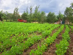 Prime Plot in Kiamunyeki Lanet