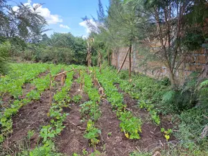 Prime Plot in Kiamunyeki Lanet