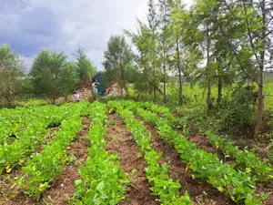 Prime Plot in Kiamunyeki Lanet