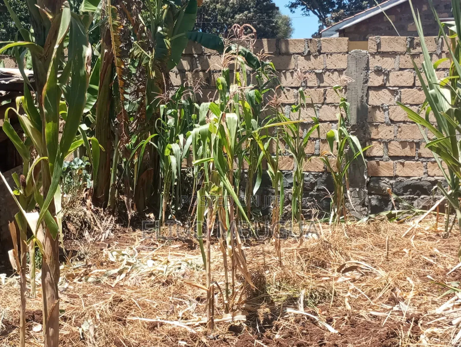 100*100 Plot for Sale,muguga