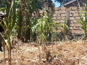 100*100 Plot for Sale,muguga