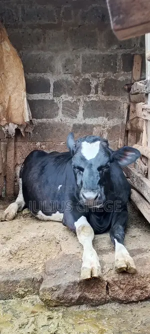 Heifer Incalf