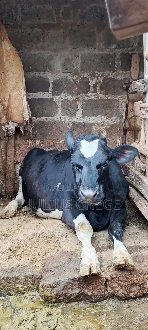 Heifer Incalf