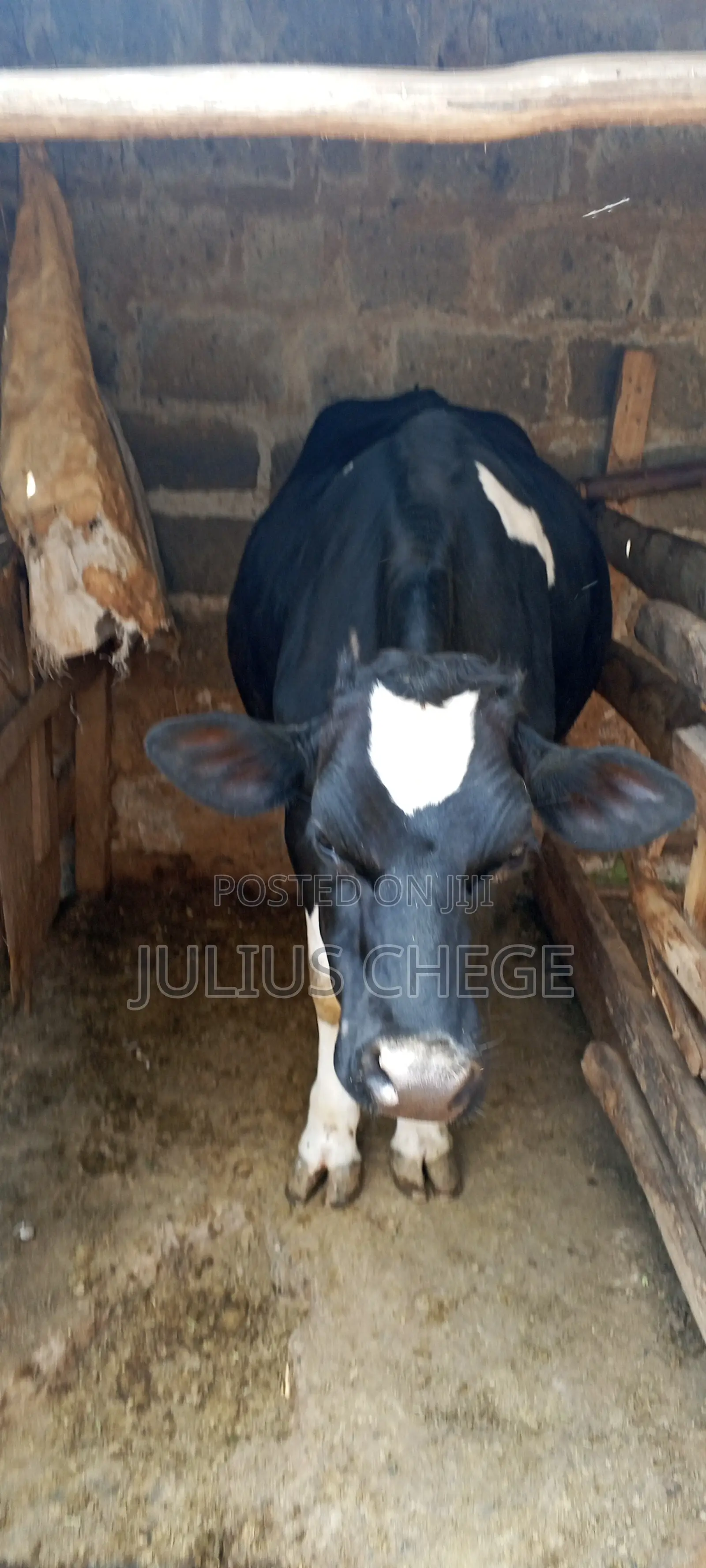 Heifer Incalf