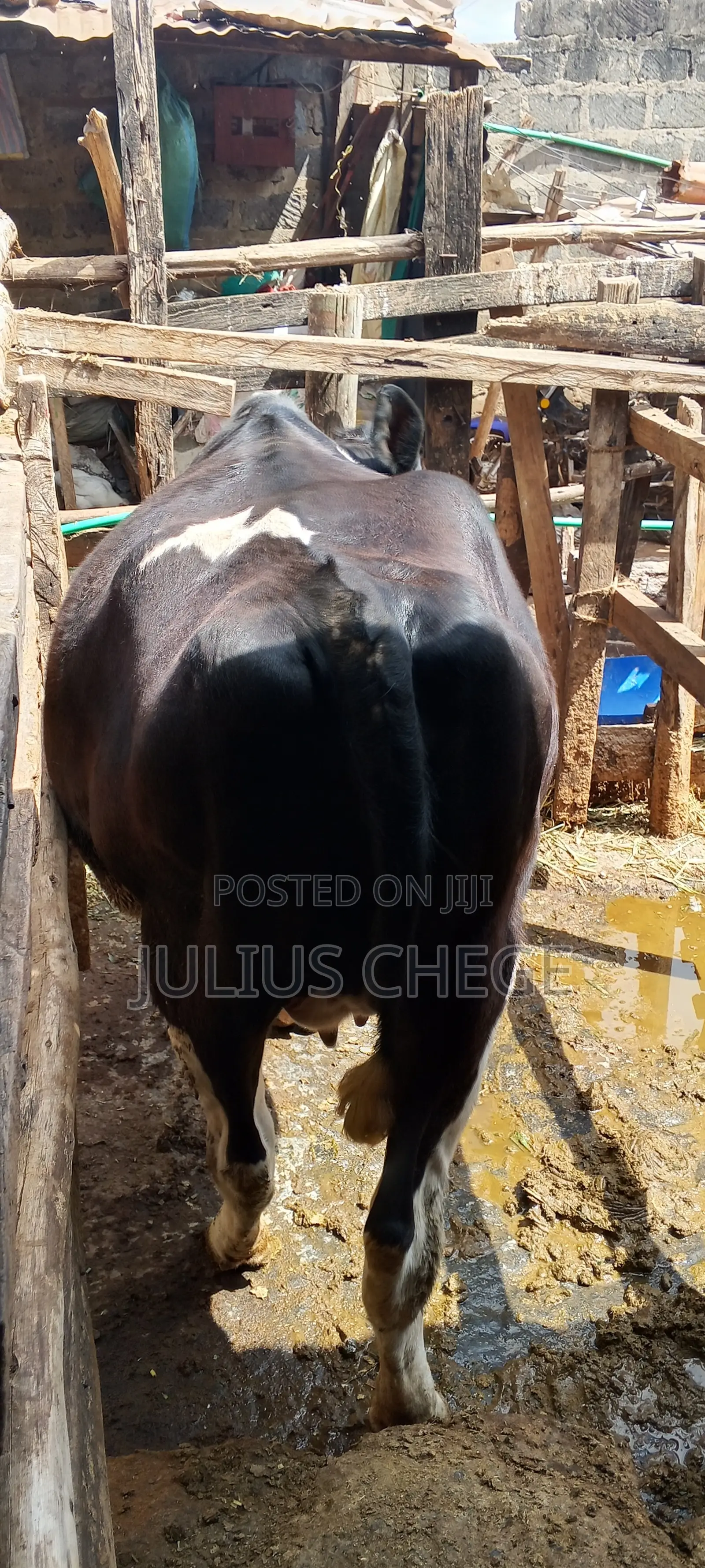 Heifer Incalf