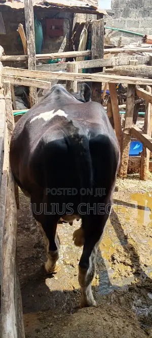 Heifer Incalf