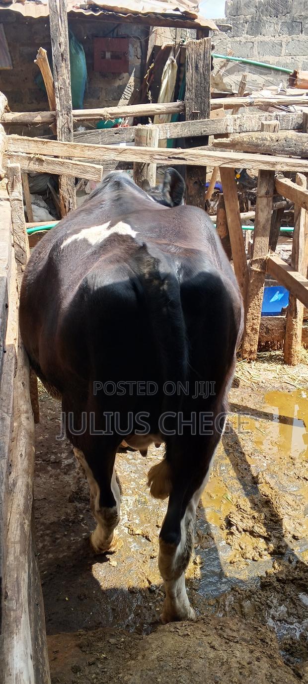 Heifer Incalf - thumbnail 3