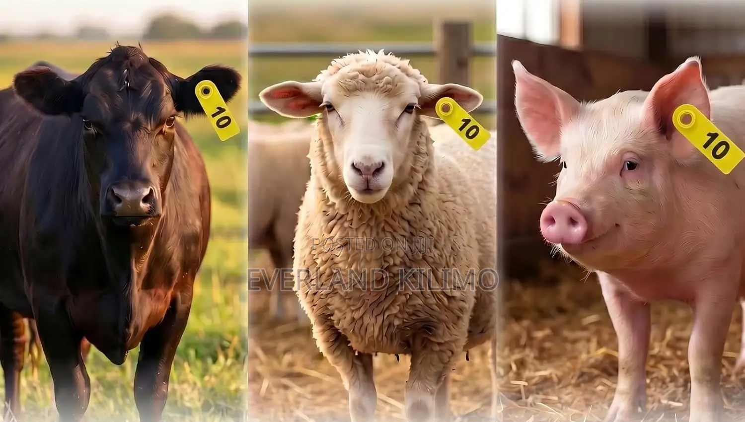 Custom Laser Numbered Slim Ear Tags