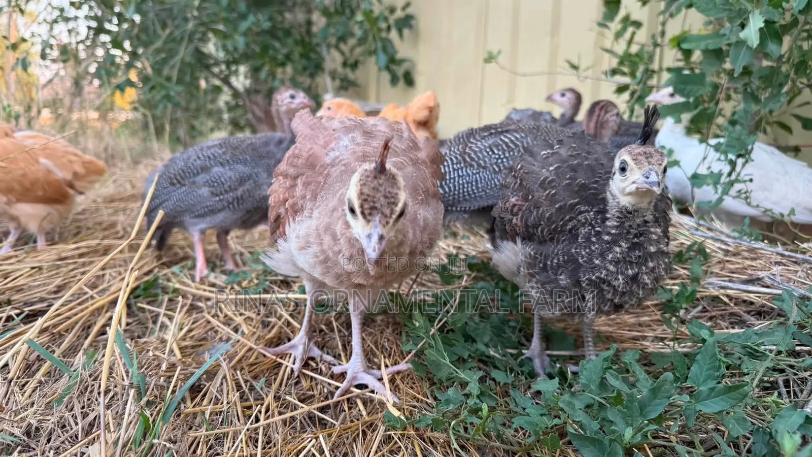 Peacock Chics Pair