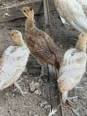 Peacock Chics Pair