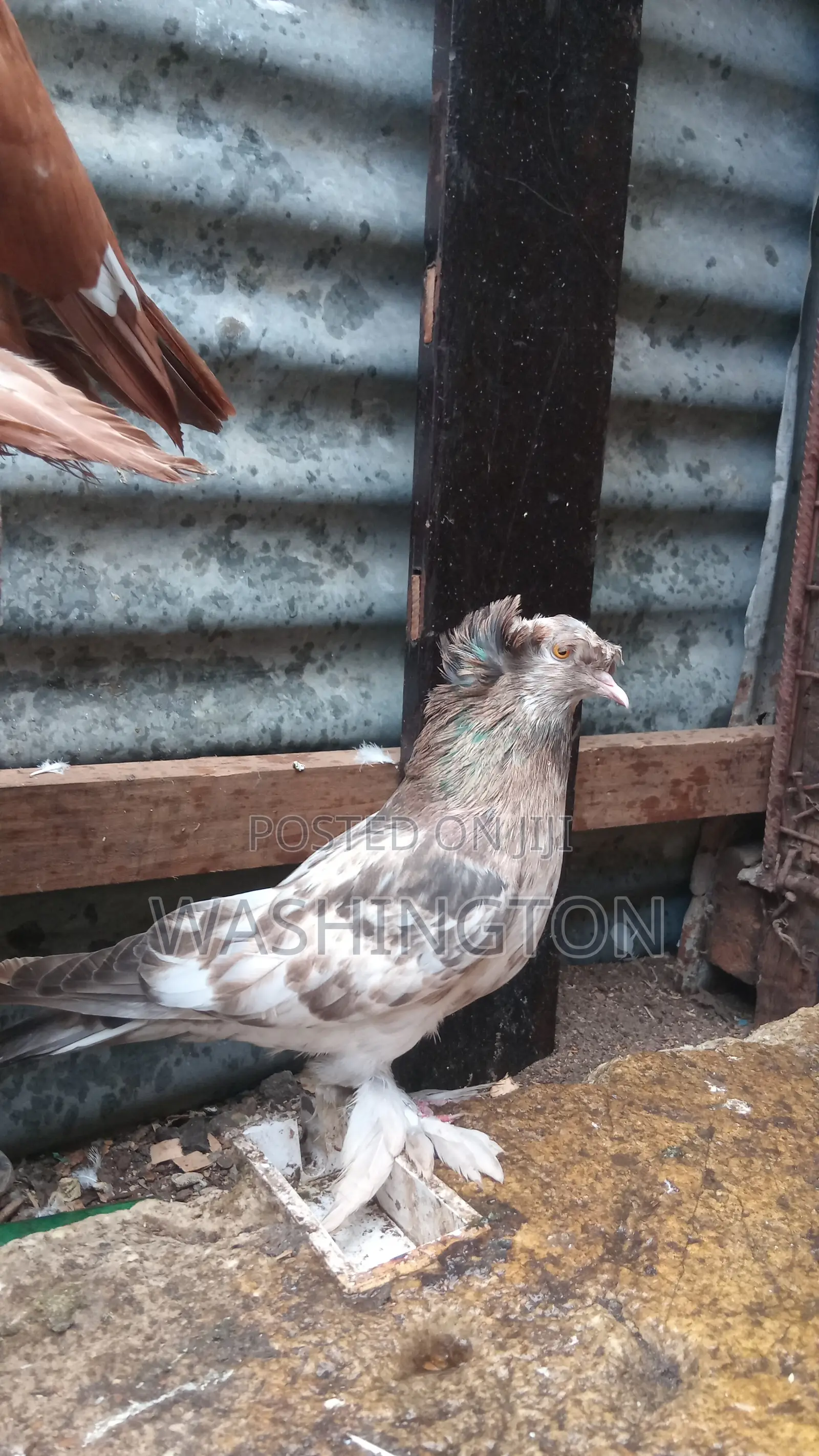 Matured Pigeon