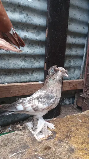 Matured Pigeon