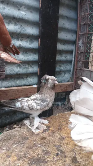 Matured Pigeon