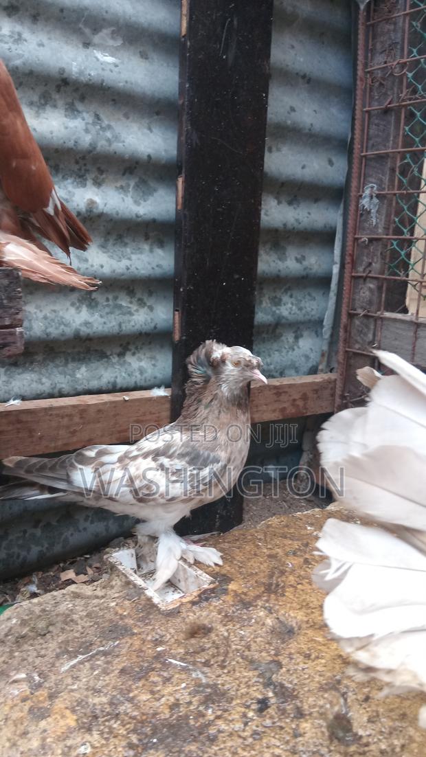 Matured Pigeon - thumbnail 2