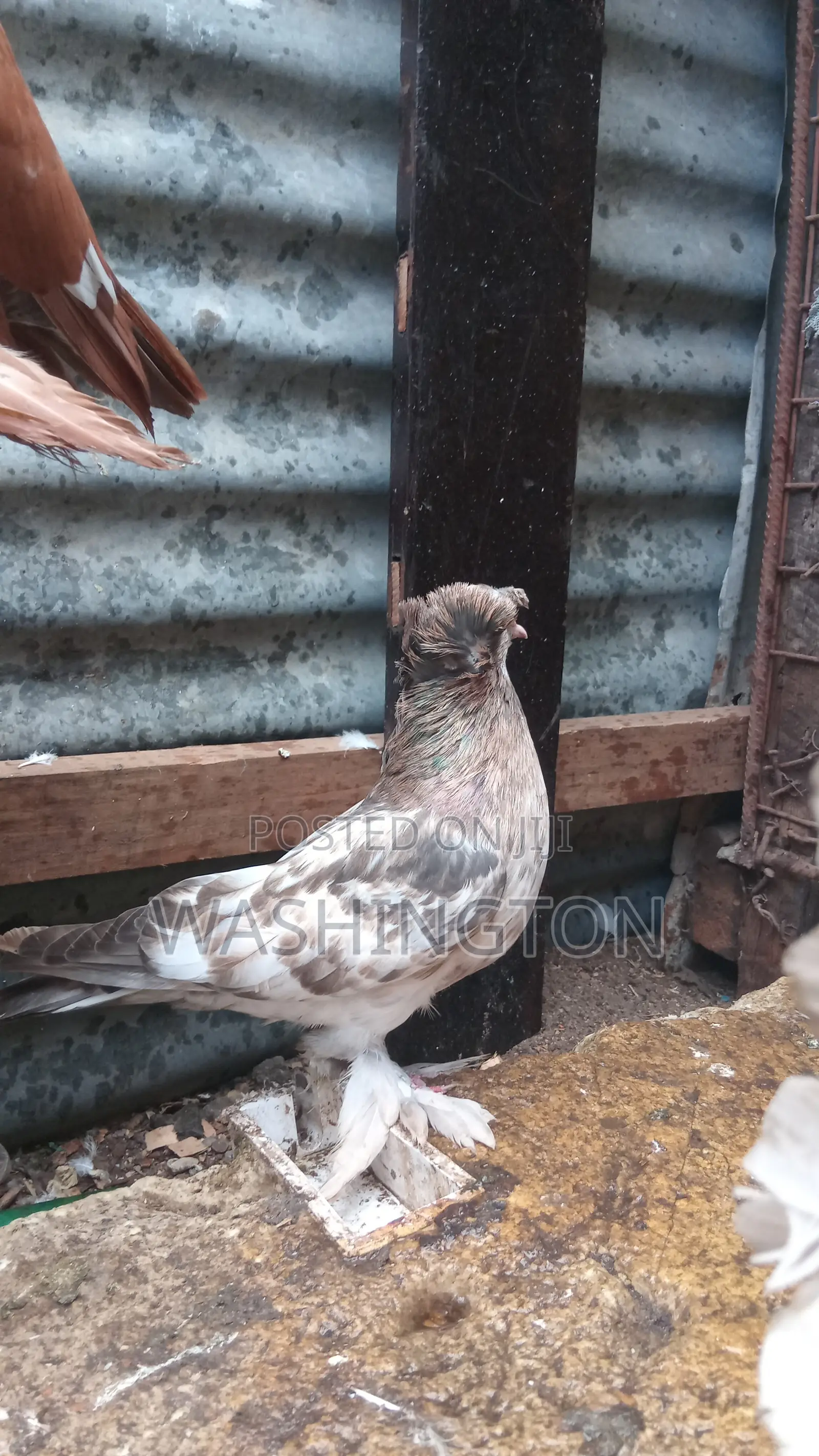 Matured Pigeon
