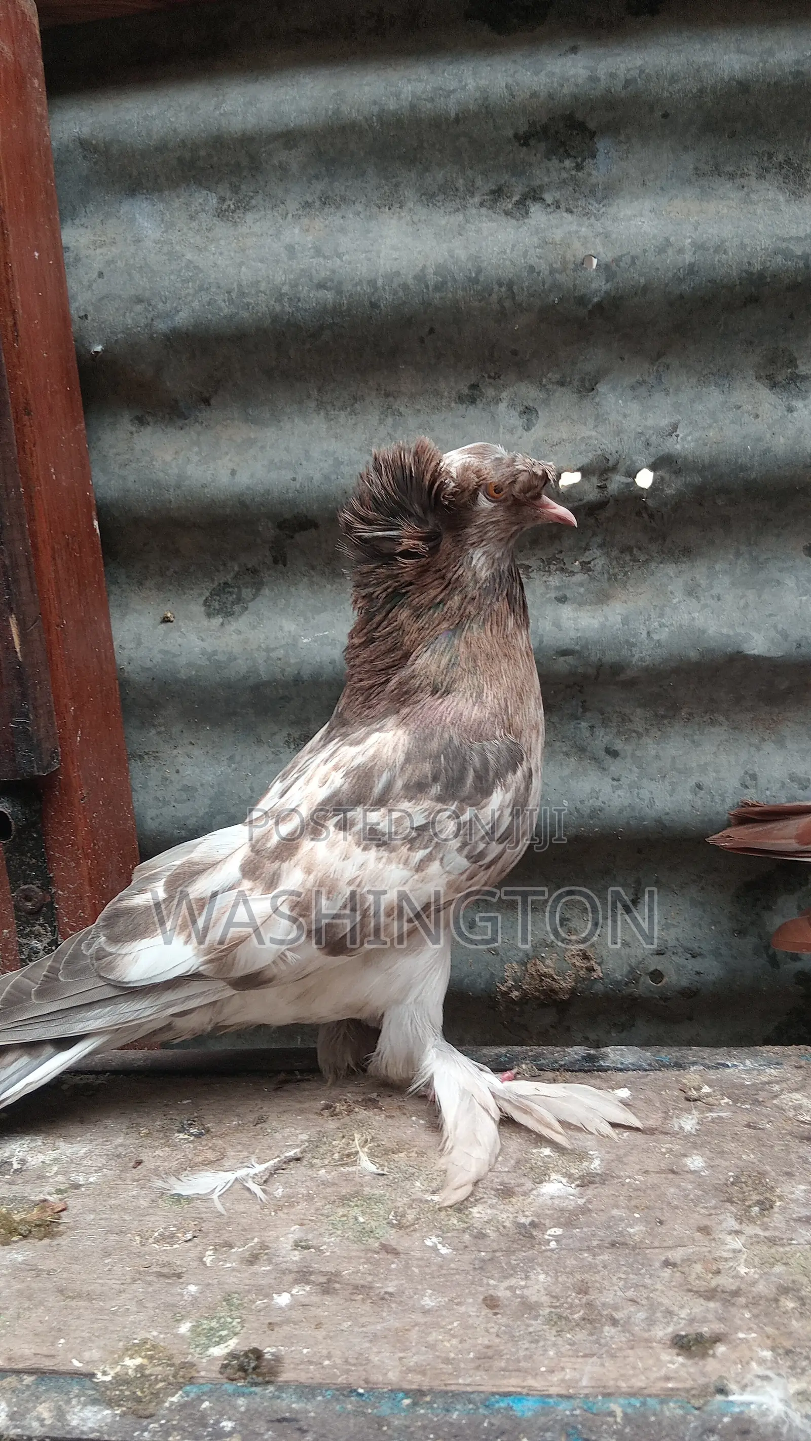 Matured Pigeon