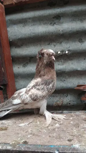 Matured Pigeon