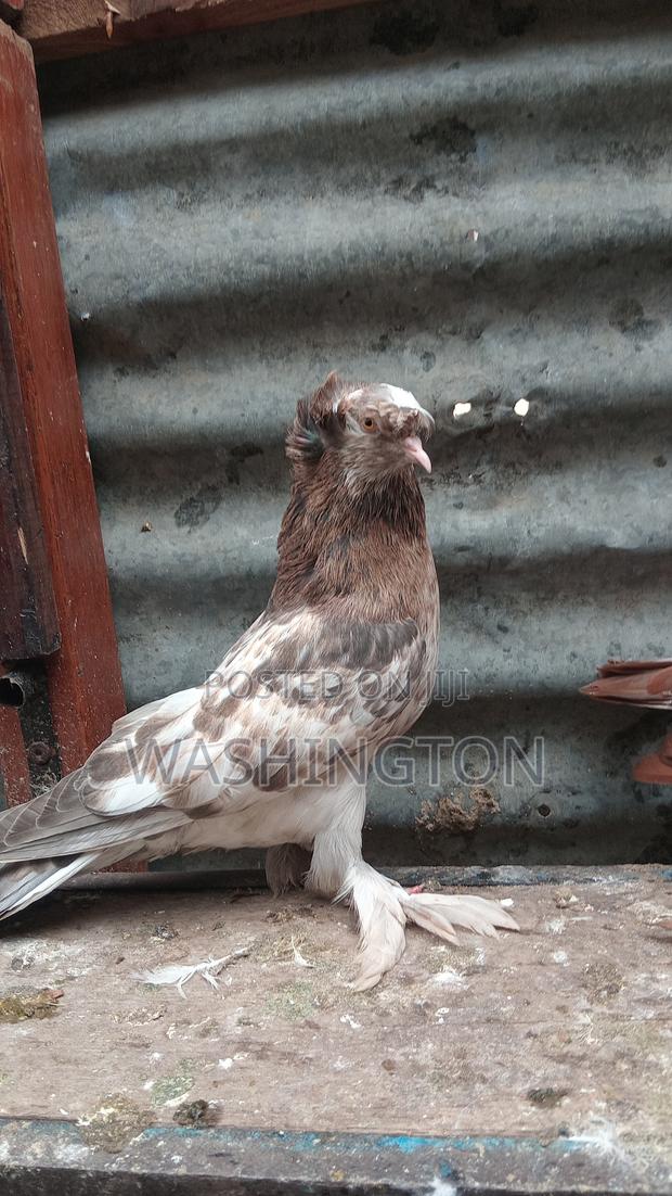 Matured Pigeon - thumbnail 5