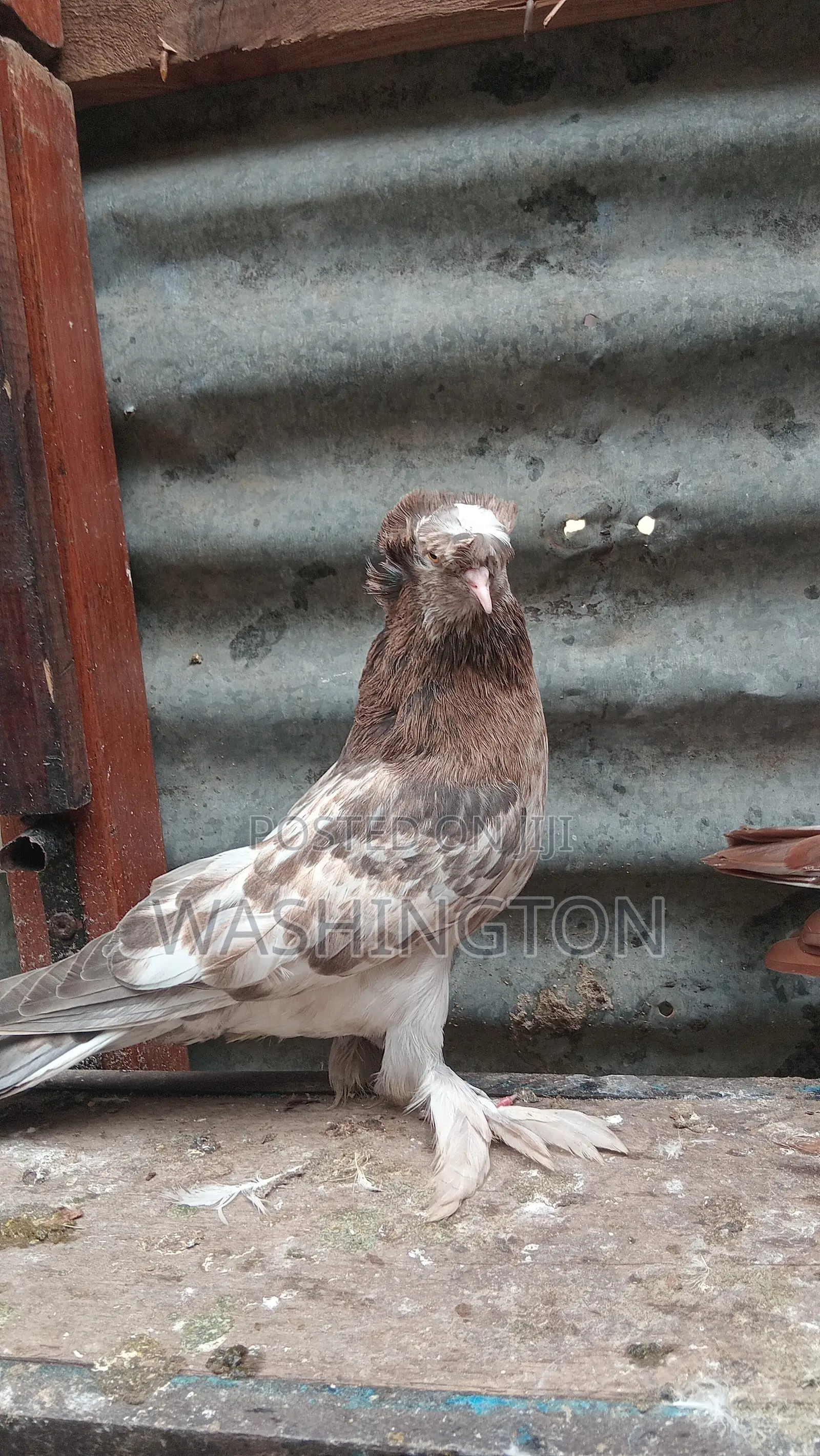 Matured Pigeon