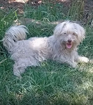 3-6 months Female Purebred Maltese