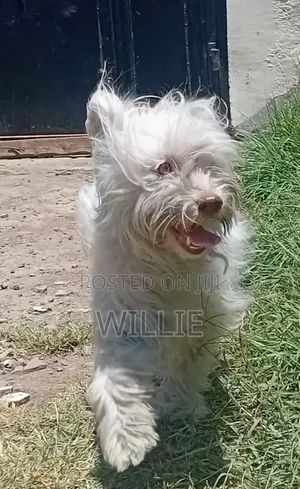 3-6 months Female Purebred Maltese
