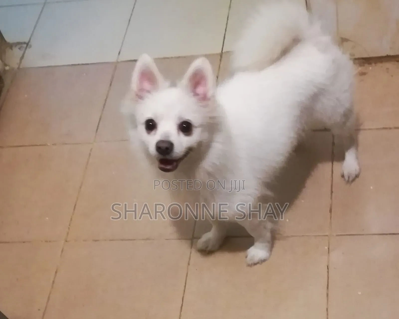 1+ year Female Purebred Japanese Spitz